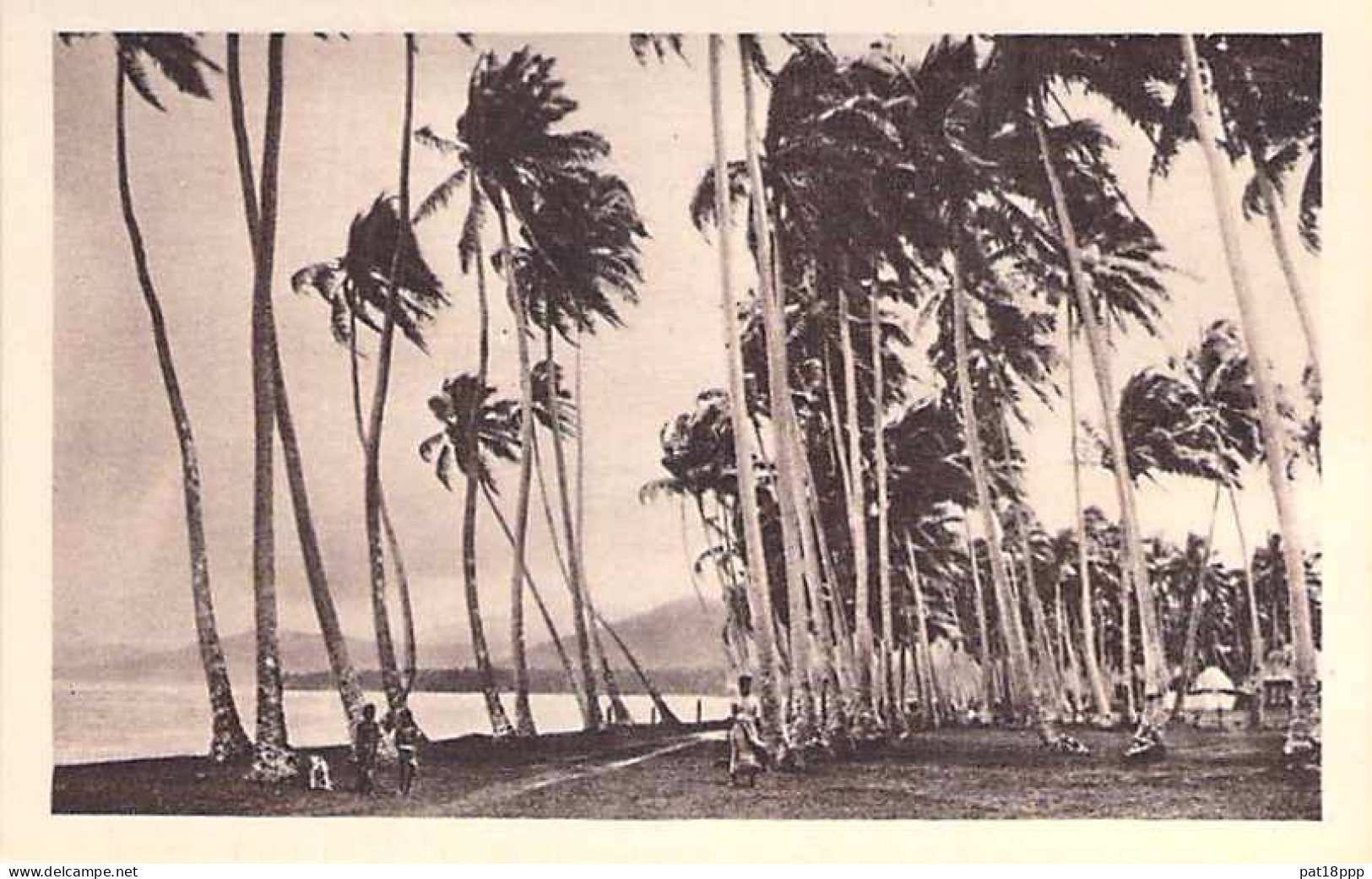 FRANCE - Joli Lot De 25 Cartes  PALMIERS COCOTIERS - Palm Coconut  (ARBRES Trees 11 CPA 14 CPSM Dent.) + 2 GF Offertes - 5 - 99 Karten
