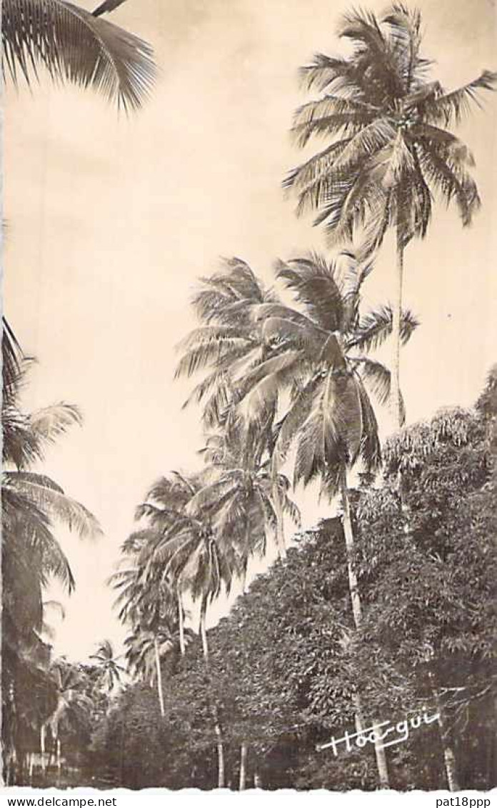 FRANCE - Joli Lot de 25 cartes  PALMIERS COCOTIERS - Palm Coconut  (ARBRES Trees 11 CPA 14 CPSM dent.) + 2 GF offertes