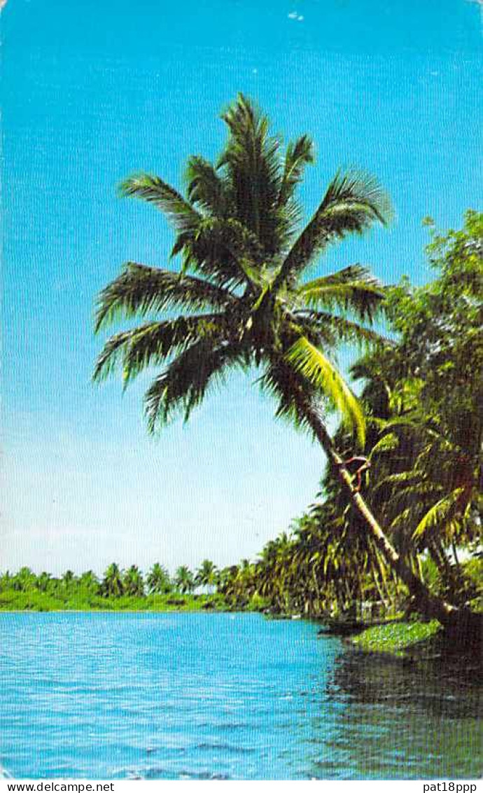 FRANCE - Joli Lot de 25 cartes  PALMIERS COCOTIERS - Palm Coconut  (ARBRES Trees 11 CPA 14 CPSM dent.) + 2 GF offertes