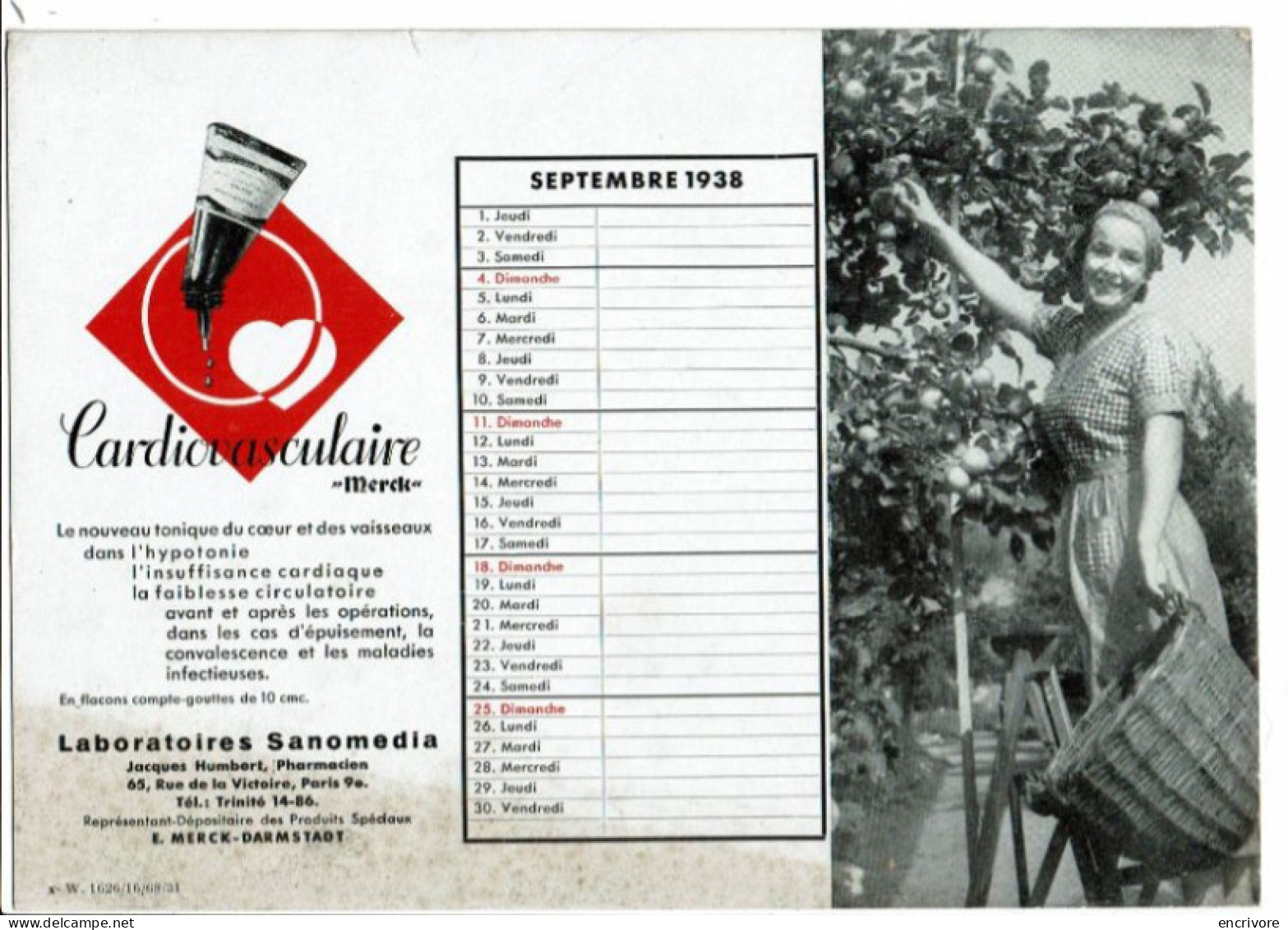 Buvard Calendrier SANOMEDIA Cardiovasculaire MERCK Septembre 1938 Arbre Fruitier Pommier Cueillette - Produits Pharmaceutiques