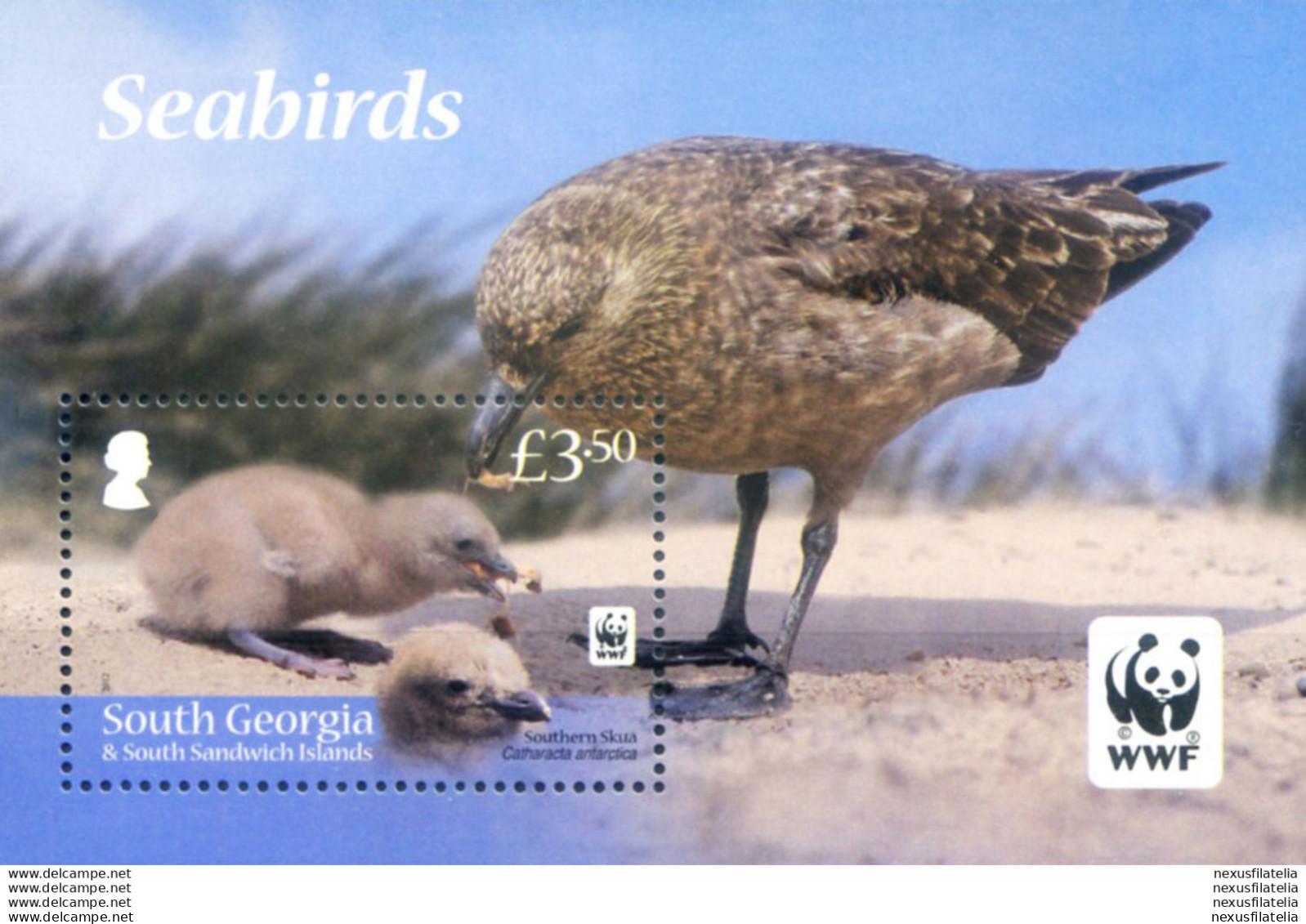South Georgia. Fauna. Uccelli 2012. - Falklandeilanden