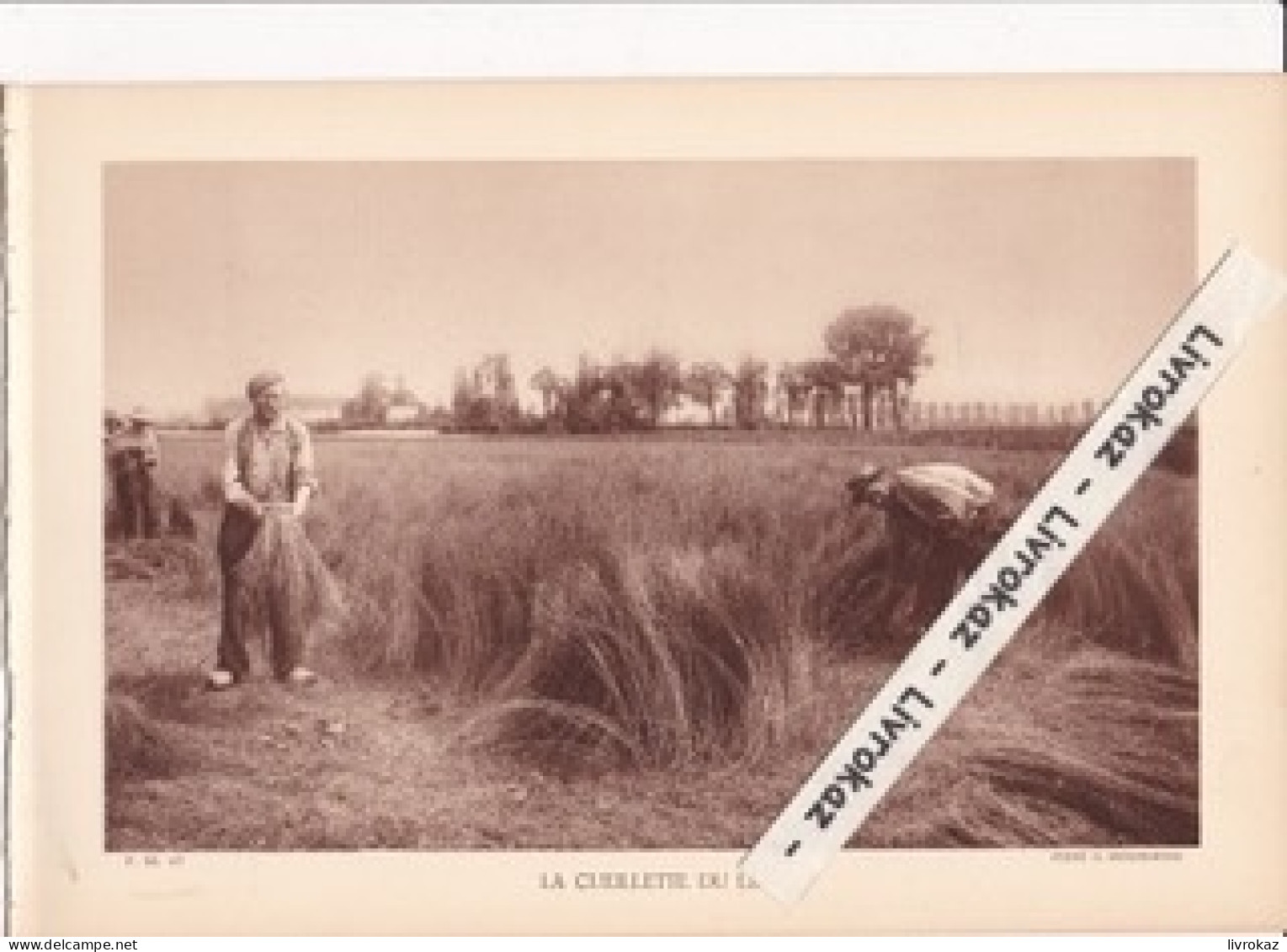 La Cueillette Du Lin, Plaine De La Lys, Nord, Pas De Calais, Photo Sépia Extraite D'un Livre Paru En 1933 - Non Classificati