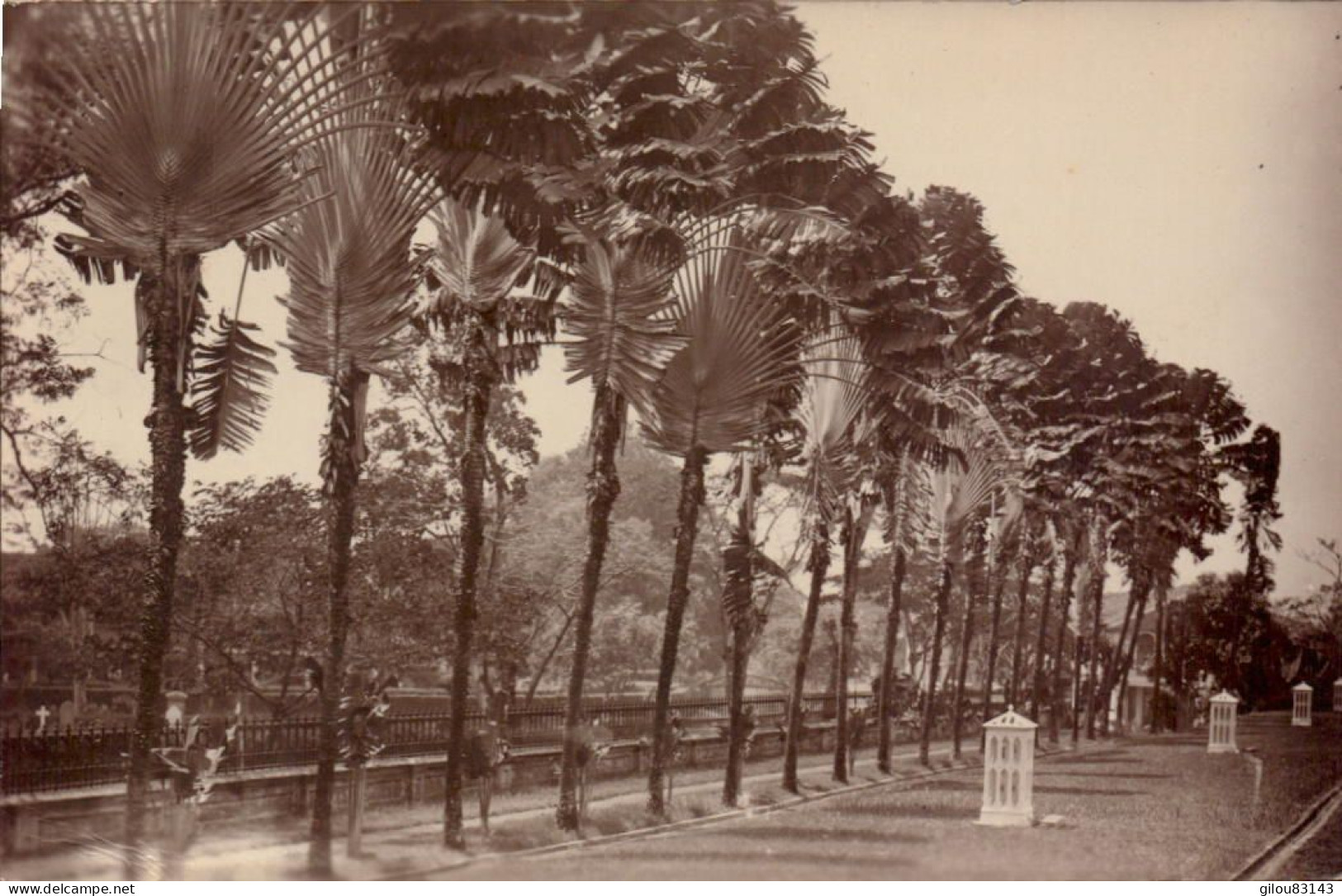 Singapore, Traveller Palm Tree - Singapur