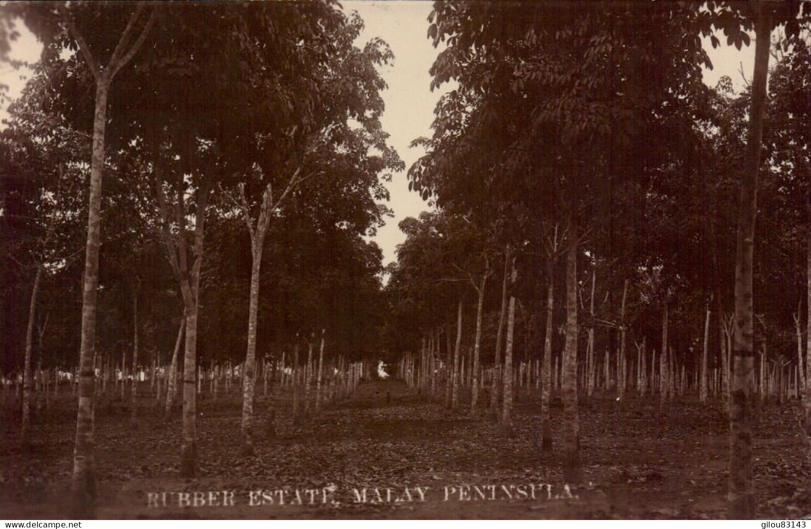 Singapore, Rubber Estate Malay - Singapur