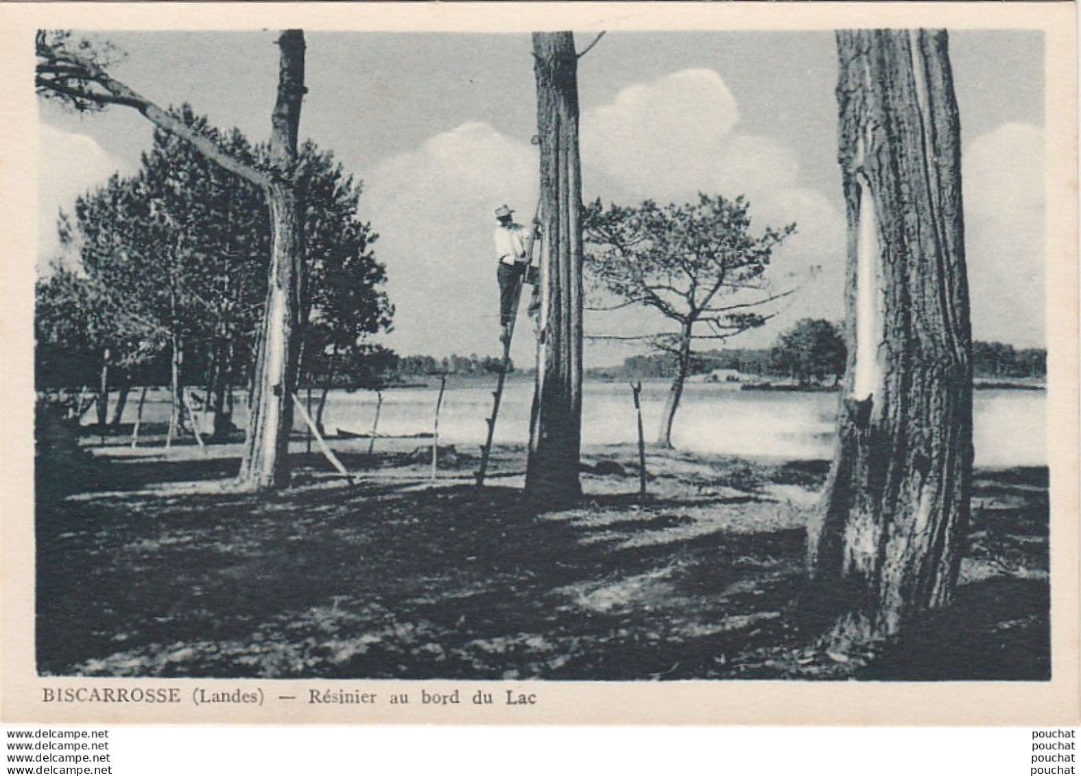 V8-40) BISCARROSSE (LANDES)  RESINIER AU  BORD LAC  - ( ANIMATION - 2 SCANS ) - Biscarrosse