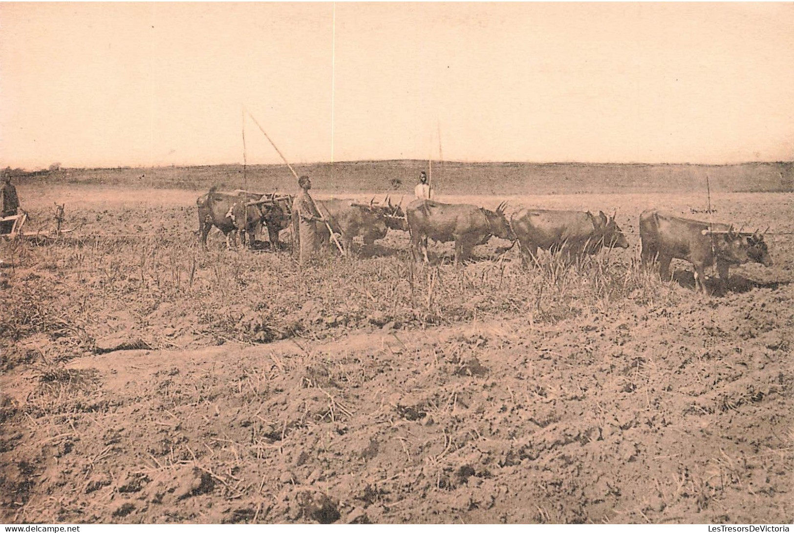 CONGO BELGE - Le Labour à Kisantu - Carte Postale Ancienne - Belgisch-Kongo