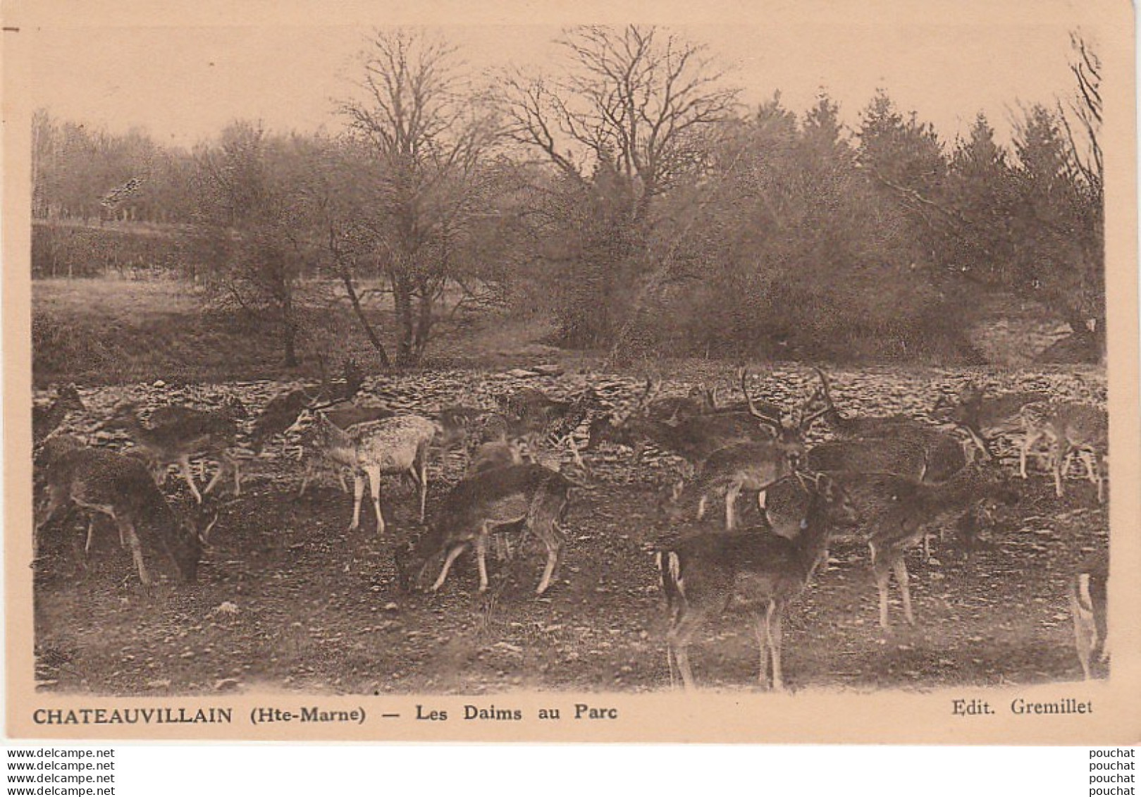 W10-52) CHATEAUVILLAIN (HAUTE MARNE) LES DAIMS AU PARC - ( 2 SCANS ) - Chateauvillain