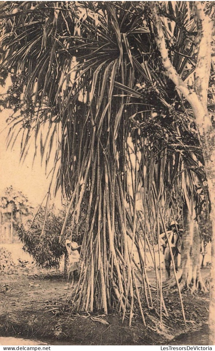 CONGO - Jardin D'essais De Kisantu - Pandanus ( Racines Aéréiennes) - Animé - Carte Postale Ancienne - Belgisch-Kongo