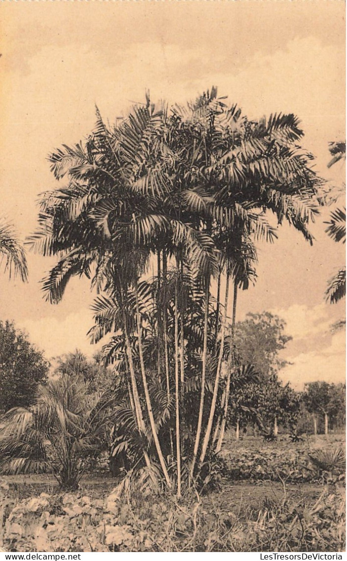 CONGO - Jardin D'essais De Kisantu - Palmier D'ornement - Carte Postale Ancienne - Congo Belga