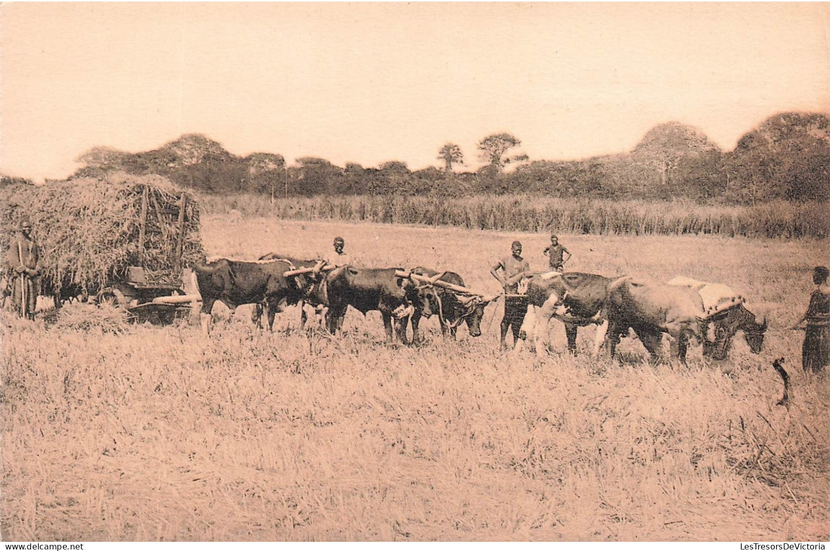 CONGO - Récolte Du Riz à Kisantu - Mission Des RR. PP. Jésuites Au Kwango - Animé - Carte Postale Ancienne - Belgian Congo