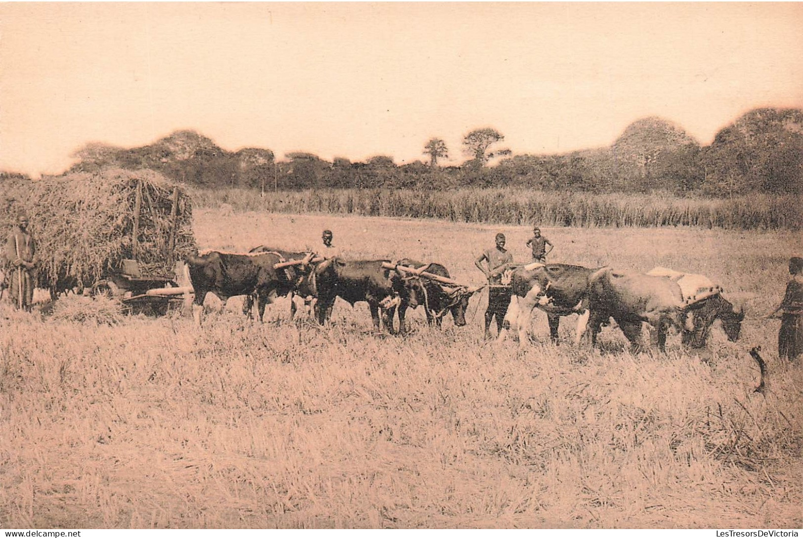 CONGO BELGE - Récolte Du Riz à Kisantu - Animé - Carte Postale Ancienne - Congo Belga