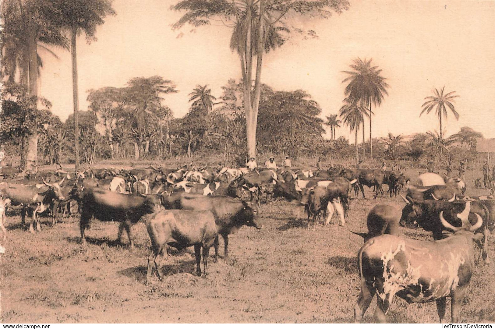 CONGO BELGE - Troupeau - Gardiens - Carte Postale Ancienne - Belgian Congo