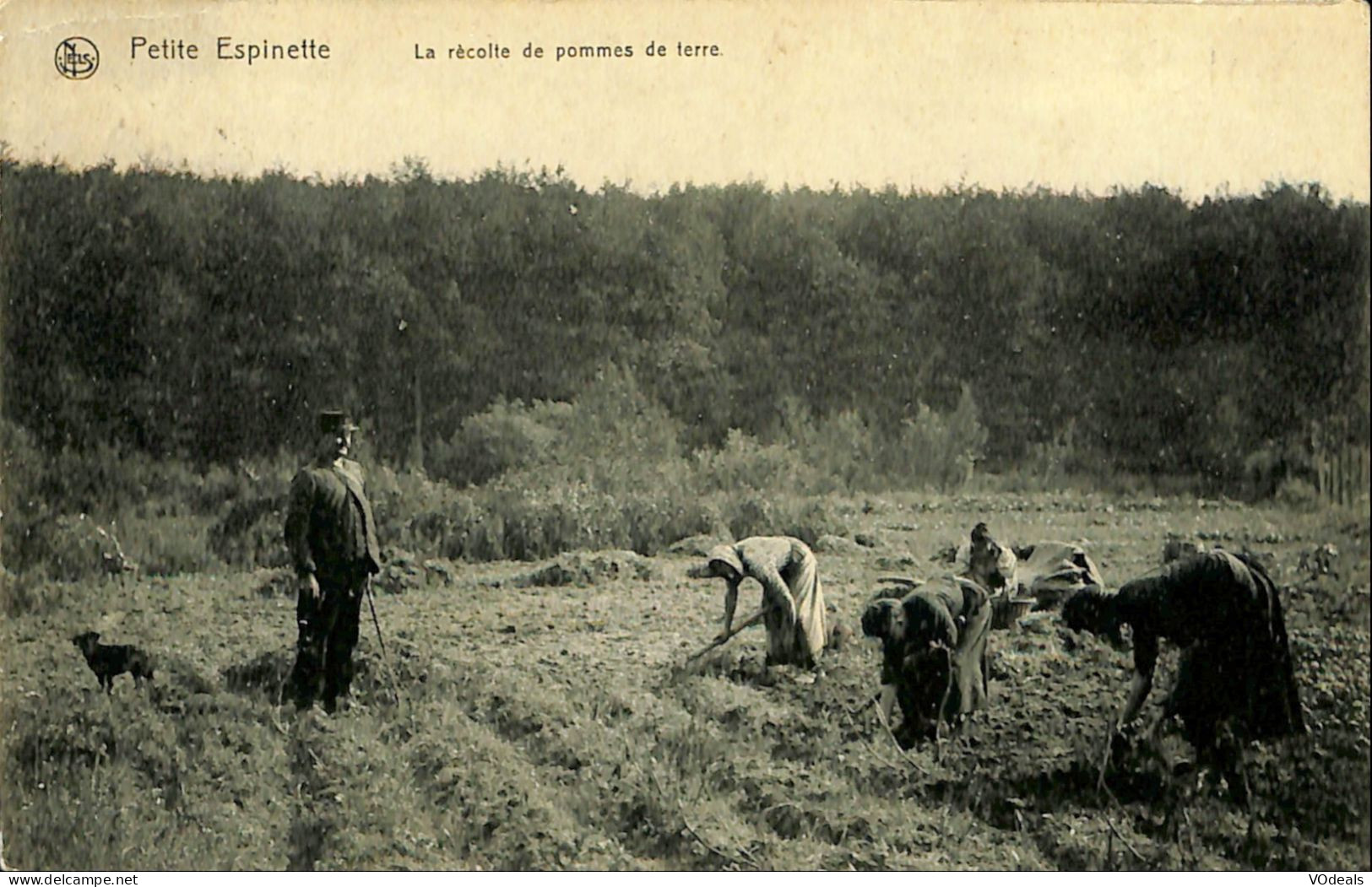 Belgique - Brussel - Bruxelles - Petite Espinette - La Récolte De Pommes De Terre - Ukkel - Uccle