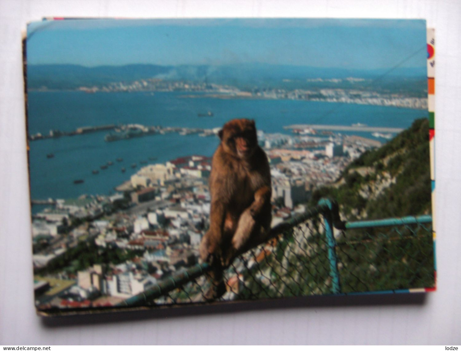 Gibraltar  With Rock Ape Monkey - Gibraltar