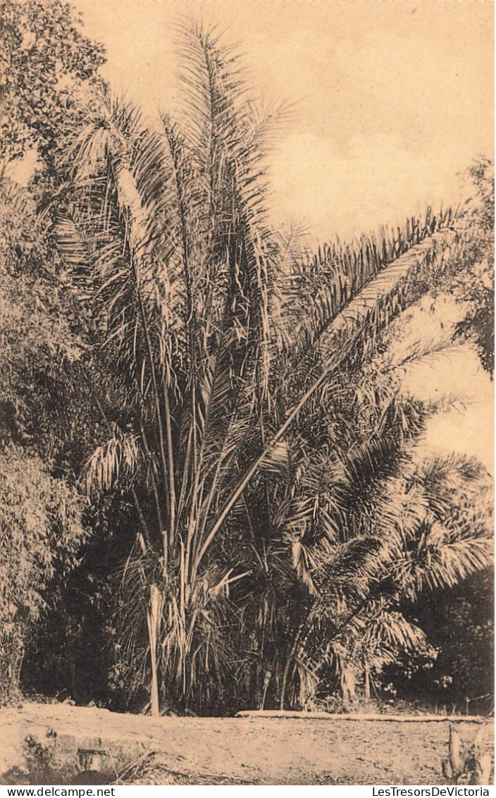CONGO BELGE - Jardin D'essais De Kisantu - Palmier Bambou - Carte Postale Ancienne - Congo Belga