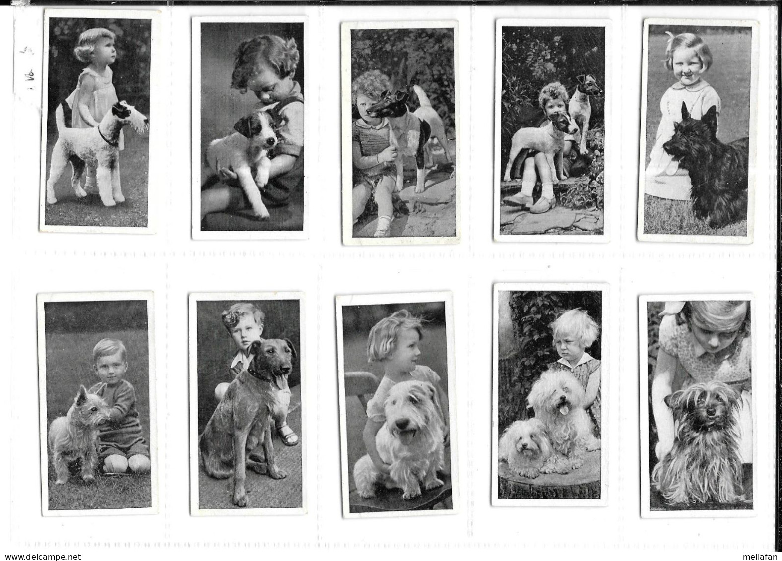 GF672 - SERIE COMPLETE 50 CARTES CIGARETTES CARRERAS - DOGS AND FRIEND - CHIENS - Zigarettenmarken