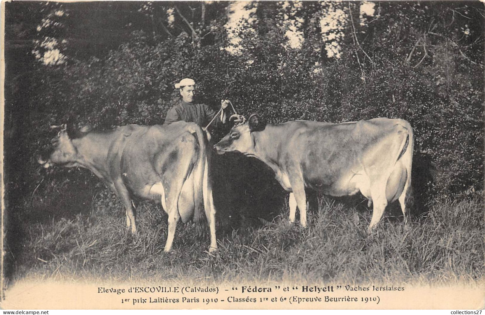 14-ESCOVILLE- ELEVAGE D'ESCOVILLE- FEDORA ET HELYETT VACHE JERSIAISES 1ER PRIX LAITIERES PARIS 1910 CLASEES 1er ET 6eme - Autres & Non Classés