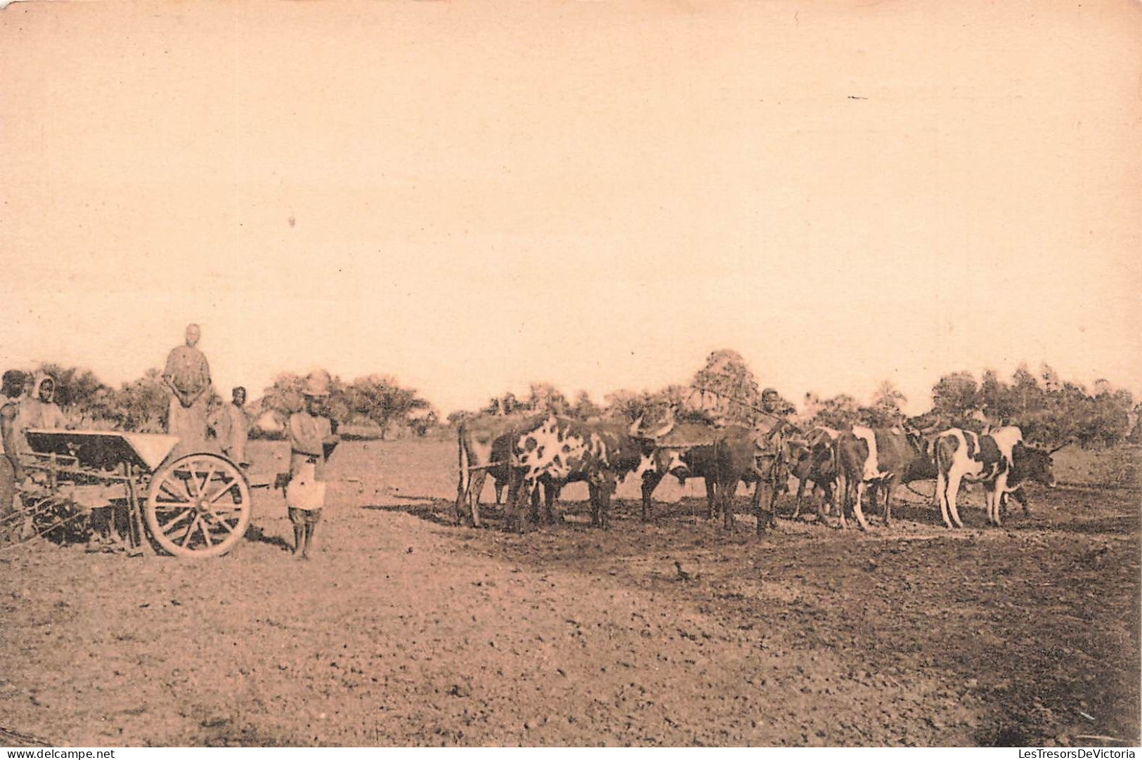 CONGO BELGE - La Semeuse De Kisantu - Carte Postale Ancienne - Belgian Congo