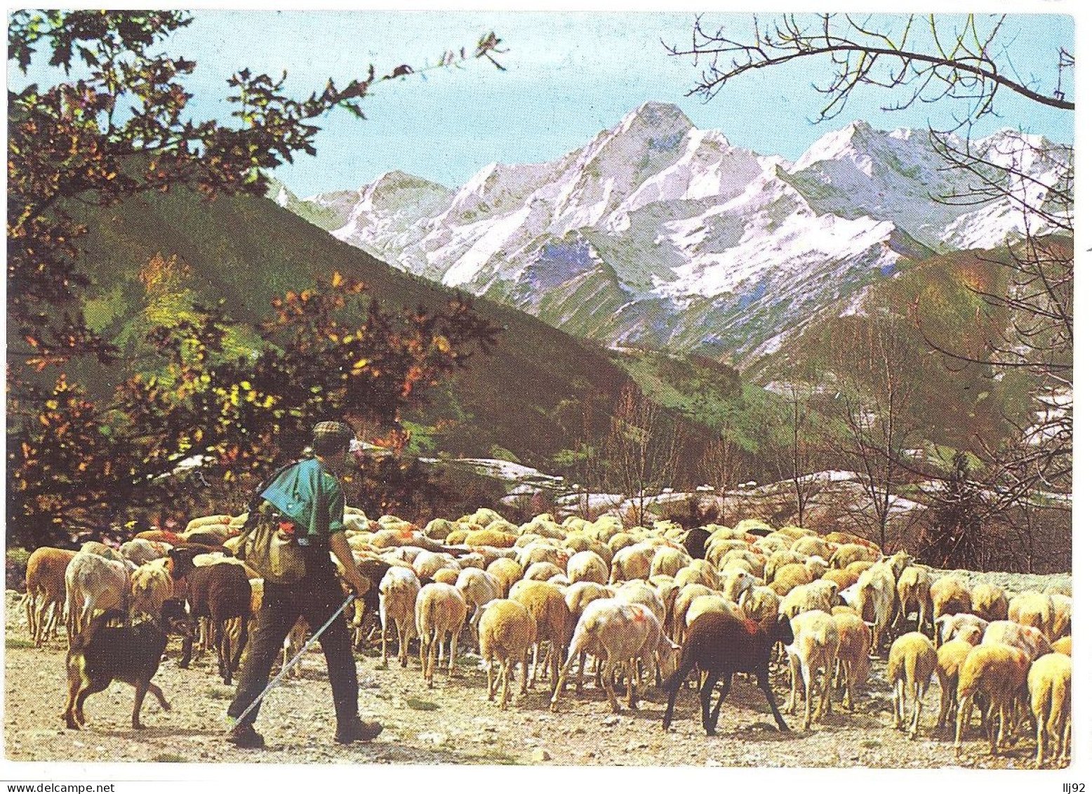 CPSM GF Sites Pyrénéens - 1715. TRANSHUMANCE - Midi-Pyrénées