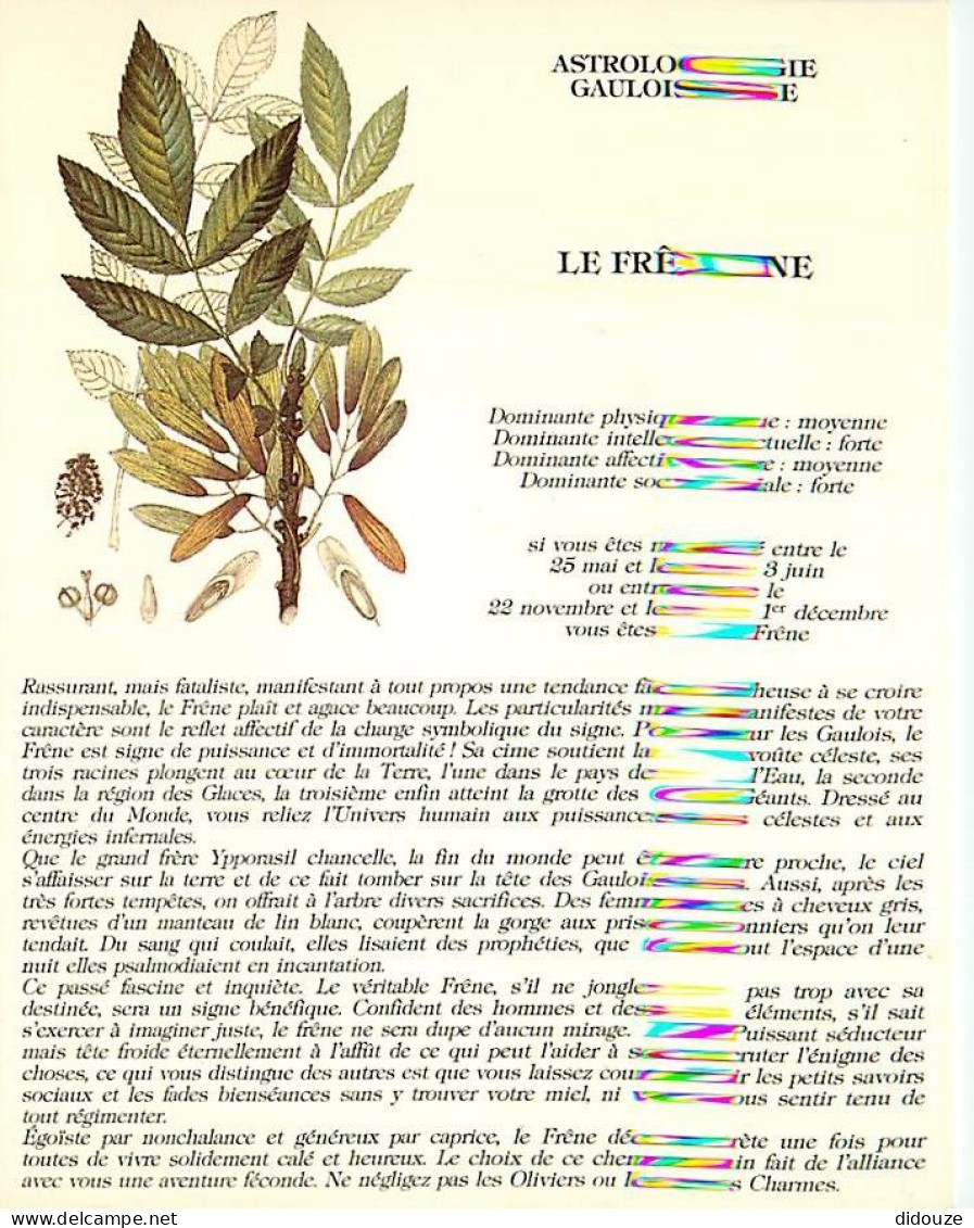 Astrologie - Astrologie Gauloise - Le Frêne - Illustration Muséum D'Histoire Naturelle - Illustration Muséum D'Histoire  - Astrología