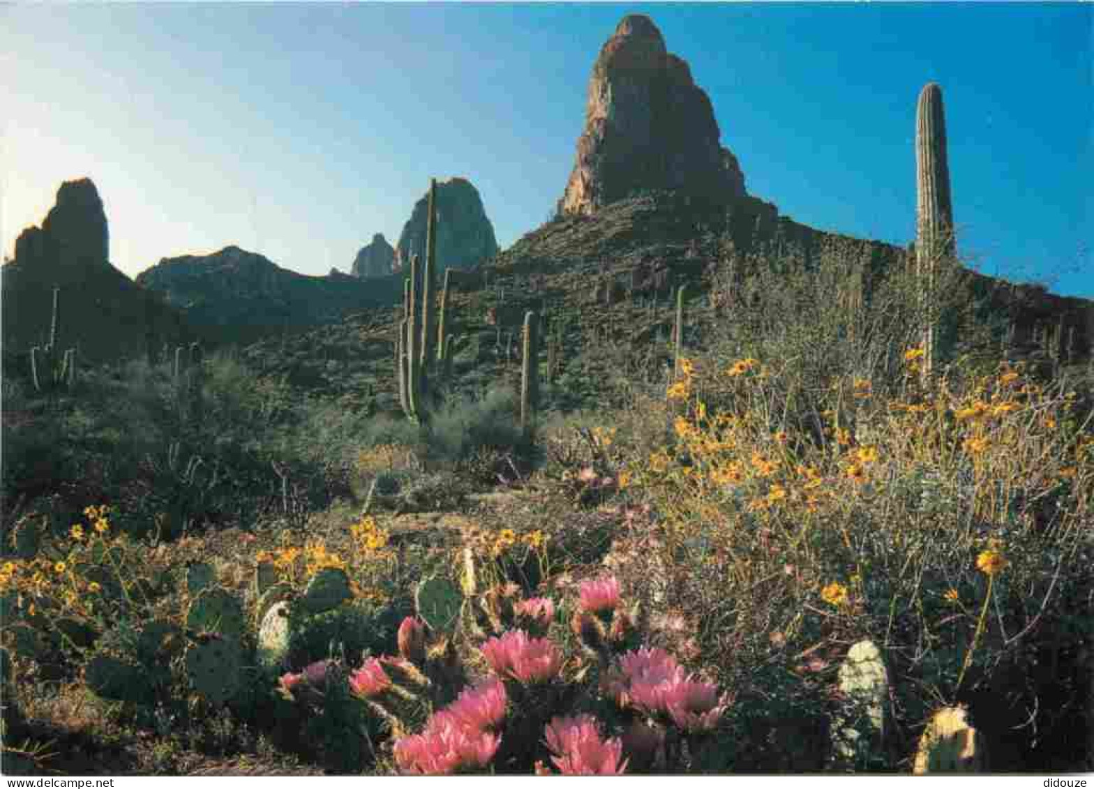 Etats Unis - Desert In Bloom - Flowering Hedgehog Cacti And Yellow Brittlebush Add A Colorful Touch To The Silent Désert - Autres & Non Classés