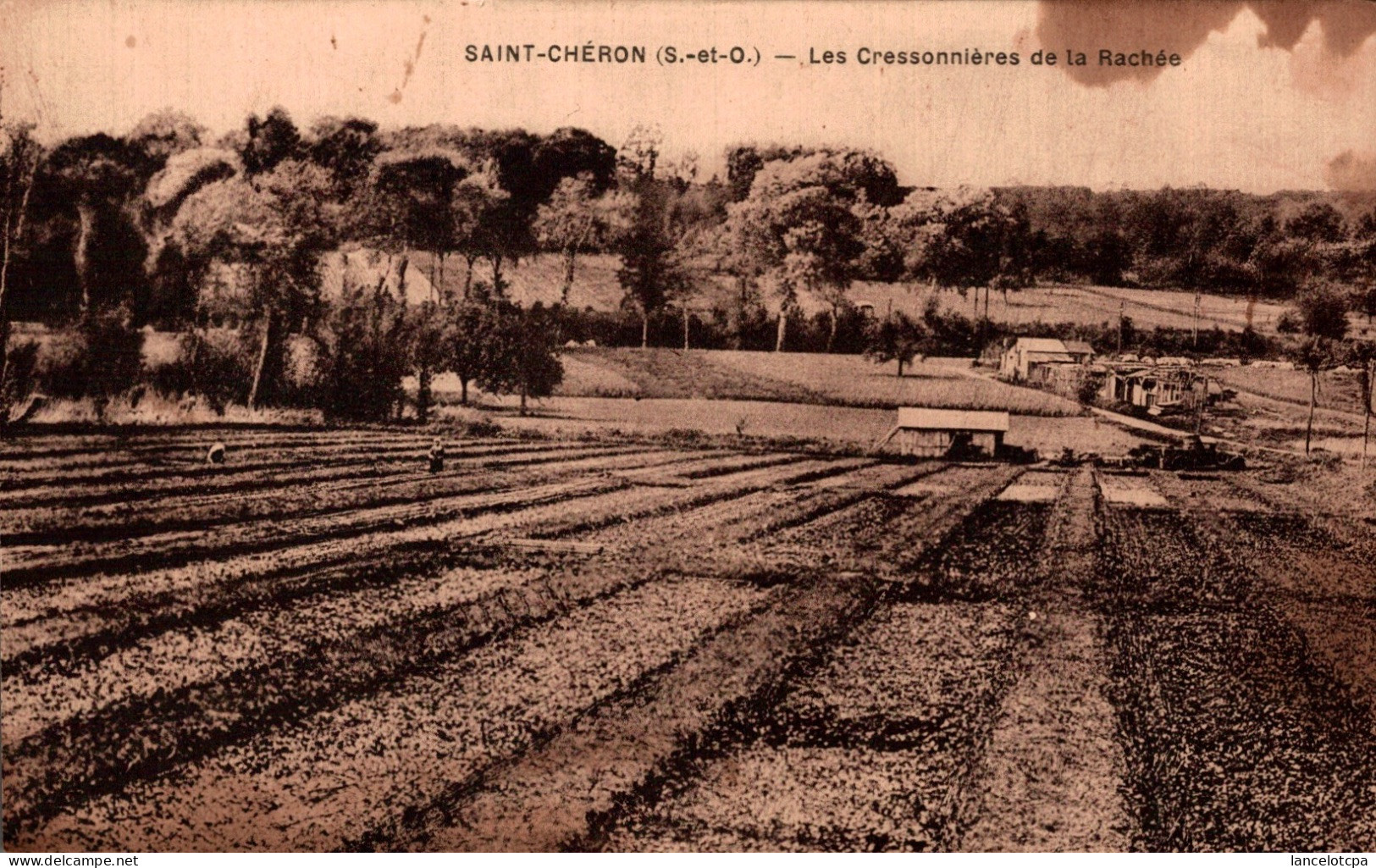 91 - SAINT CHERON / LES CRESSONNIERES DE LA RACHEE - Saint Cheron