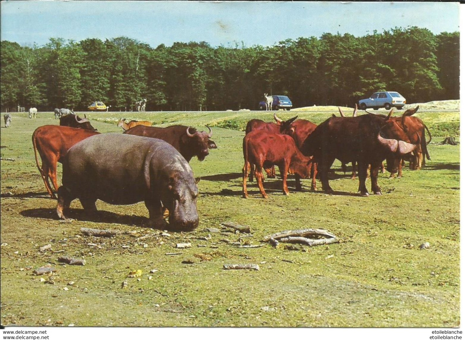 Thoiry, Yvelines (78) Animaux En Liberté, Réserve Africaine (buffle, Hippopotame, Zebre) - Parc Animalier, Zoo - Thoiry