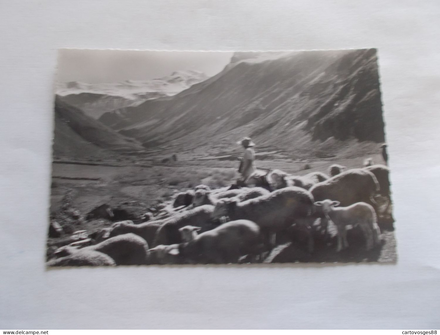 MOUTONS ET BERGERES DANS LA VALLE DU HAUT DRAC D ORCIERES  (05 Hautes Alpes ) - Orcieres