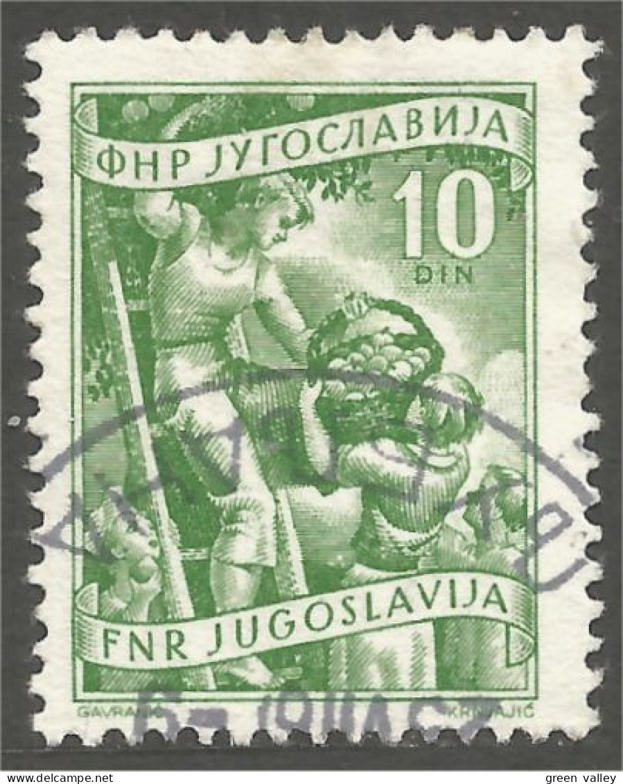 954 Yougoslavie Harvest Récolte Fruit Fruits (YUG-390) - Used Stamps