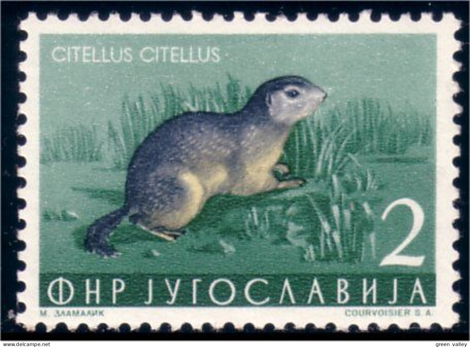 954 Yougoslavie Squirrel Ecureuil MH * Neuf Avec CH (YUG-8) - Roditori