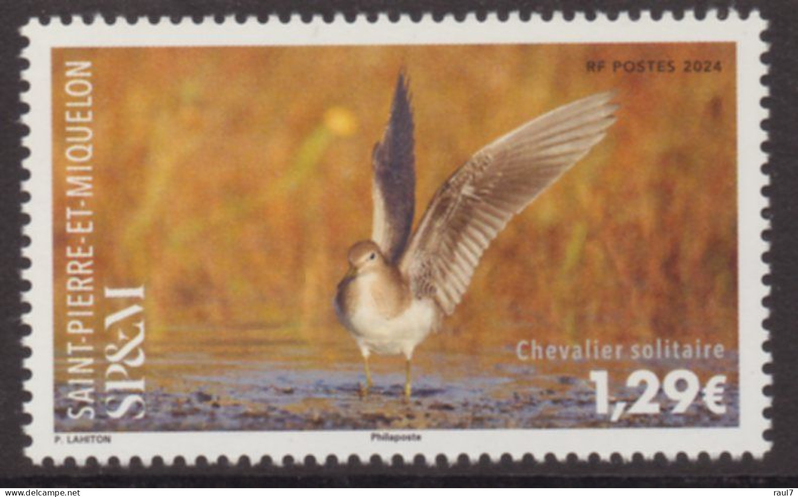St Pierre Et Miquelon 2024 - Oiseaux, Le Chevalier Solitaire - 1 Val Neuf // Mnh - Unused Stamps