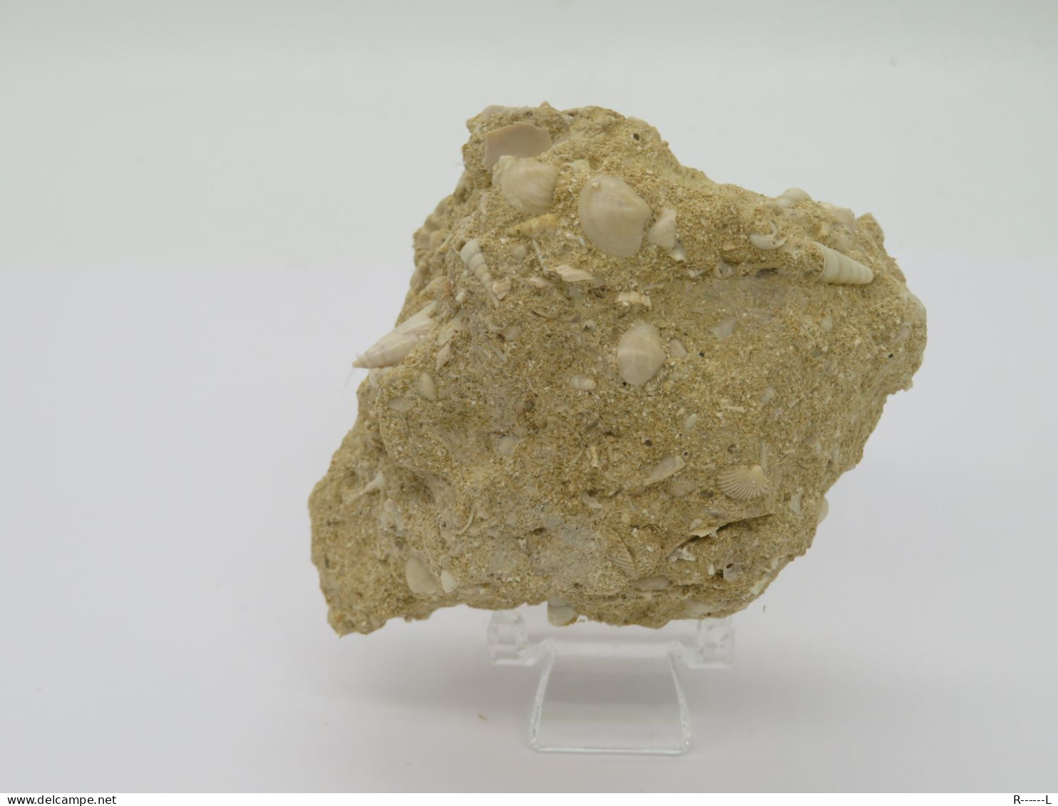 Fossile Coquillage Dans Sa Gangue Du Lutétien 45 Millions D'années - Conchiglie