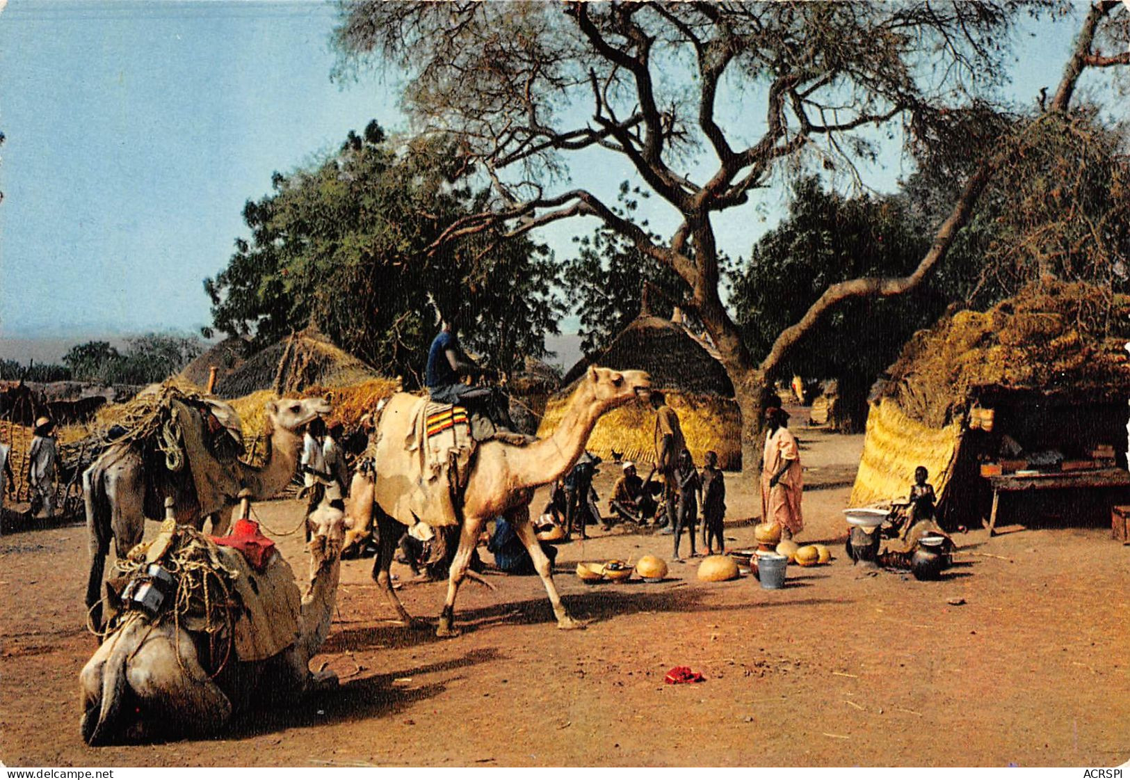NIGER  ZINDER Chameau Dromadaires Au Campement édition Papéterie MAUCLERT NIAMEY (Scans R/V) N° 67 \MP7104 - Niger