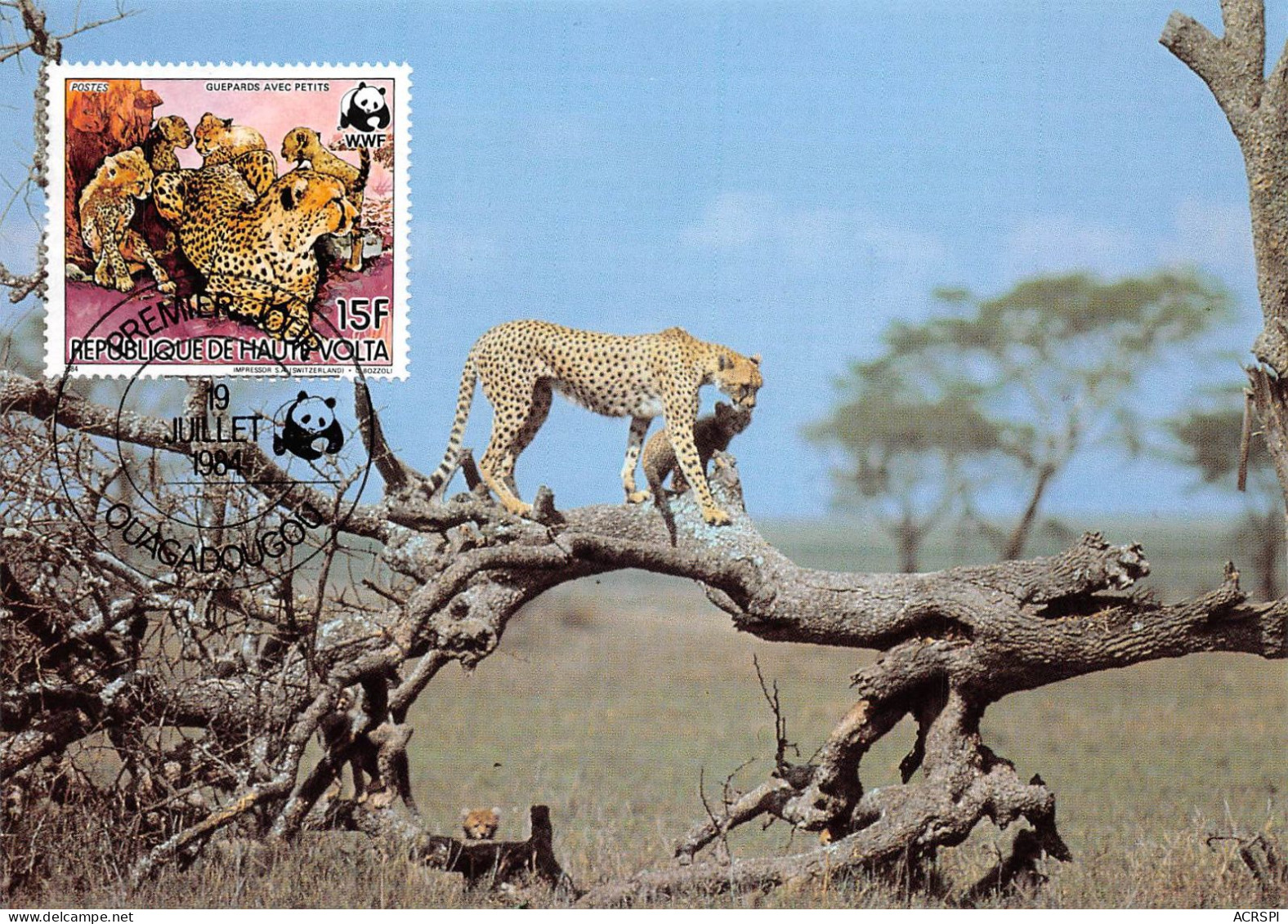 Burkina Faso Haute-Volta 1984 WWF Panthère Leopard Guépard Carte Premier Jour 15 Francs (Scan R/V) N° 69 \MP7123 - Burkina Faso