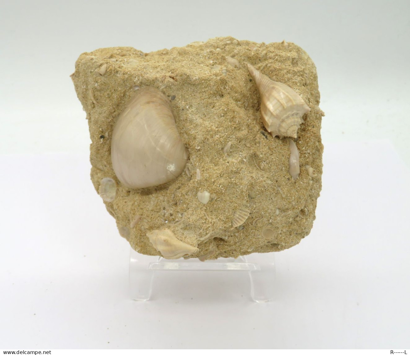 Fossile Coquillage Dans Sa Gangue Du Lutétien 45 Millions D'années - Conchas Y Caracoles