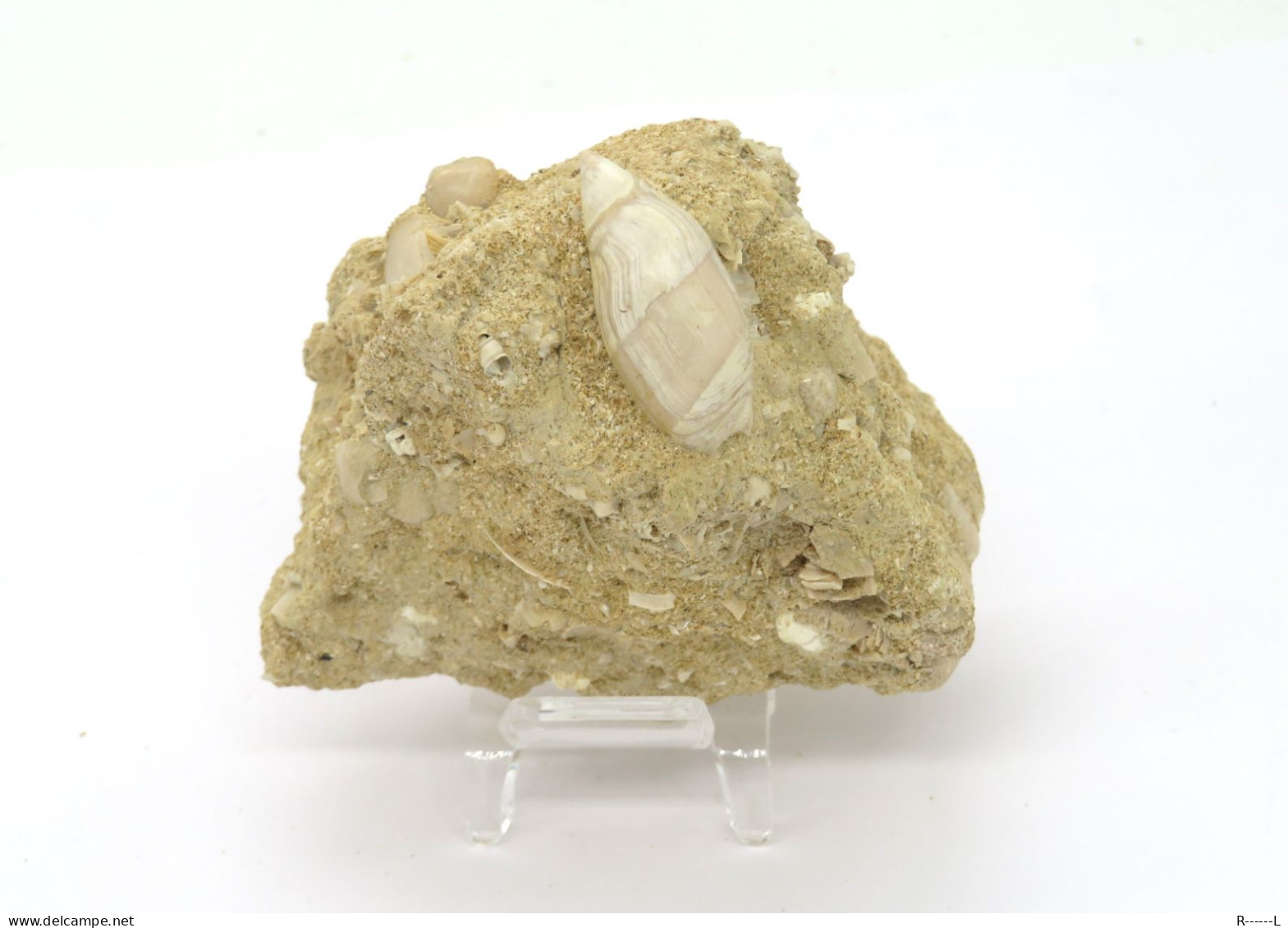 Fossile Coquillage Dans Sa Gangue Du Lutétien 45 Millions D'années - Seashells & Snail-shells