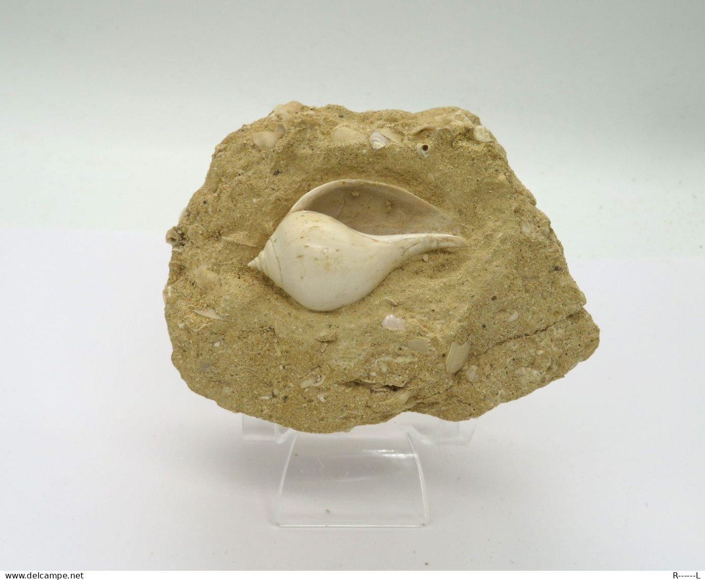 Fossile Coquillage Dans Sa Gangue Du Lutétien 45 Millions D'années - Conchas Y Caracoles