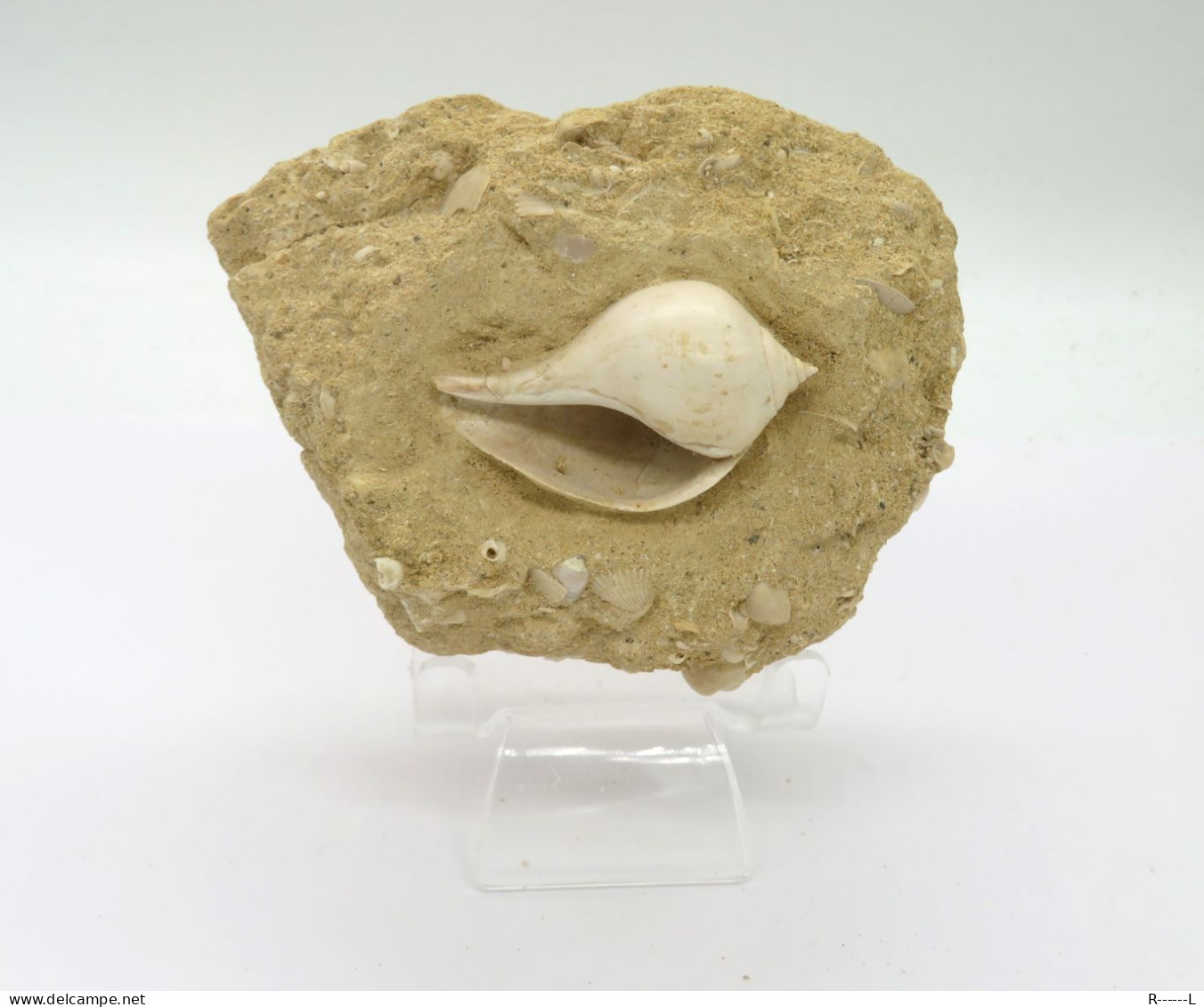 Fossile Coquillage Dans Sa Gangue Du Lutétien 45 Millions D'années - Seashells & Snail-shells