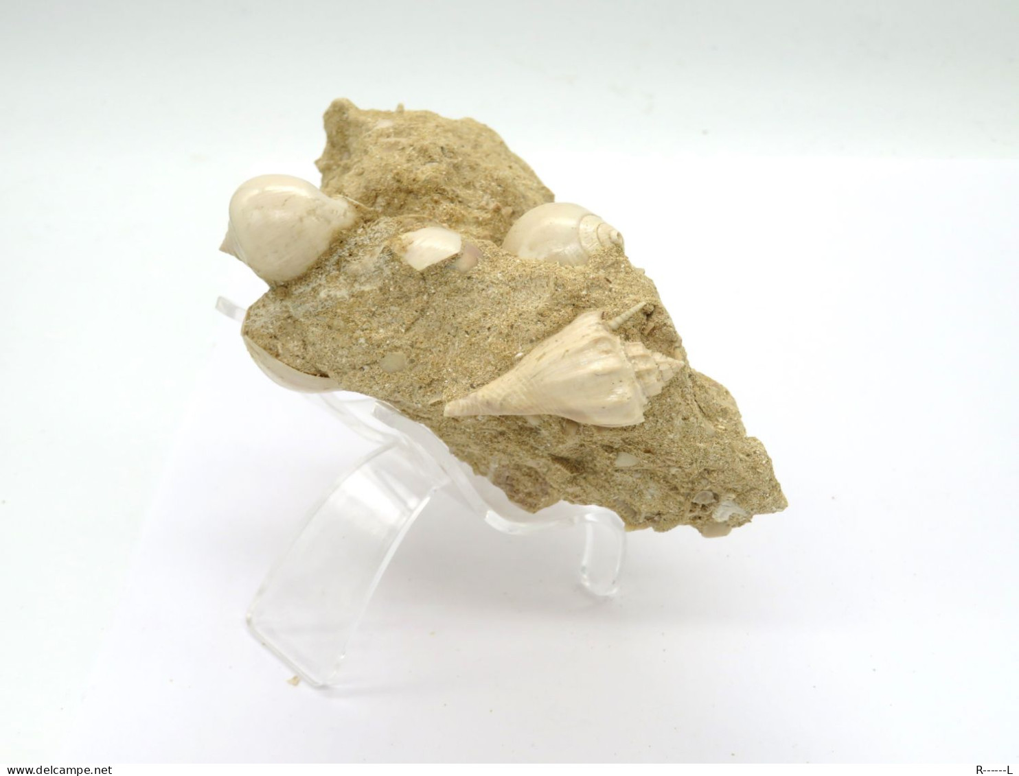 Fossile Coquillage Dans Sa Gangue Du Lutétien 45 Millions D'années - Coquillages