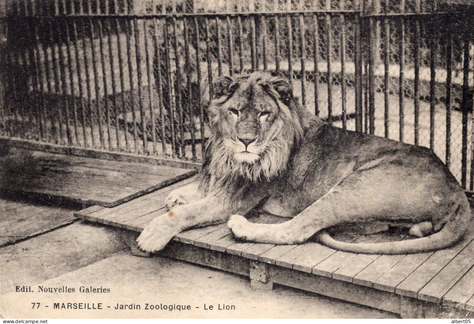 Marseille - Jardin Zoologique - Le Lion - Cachet Maison De Convalescence Des Troupes Marocaines - Parken En Tuinen