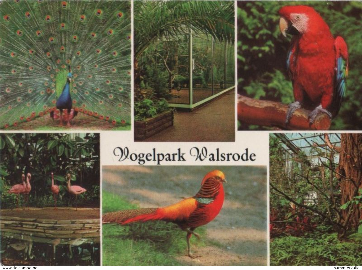 97765 - Walsrode - Vogelpark - 1982 - Walsrode