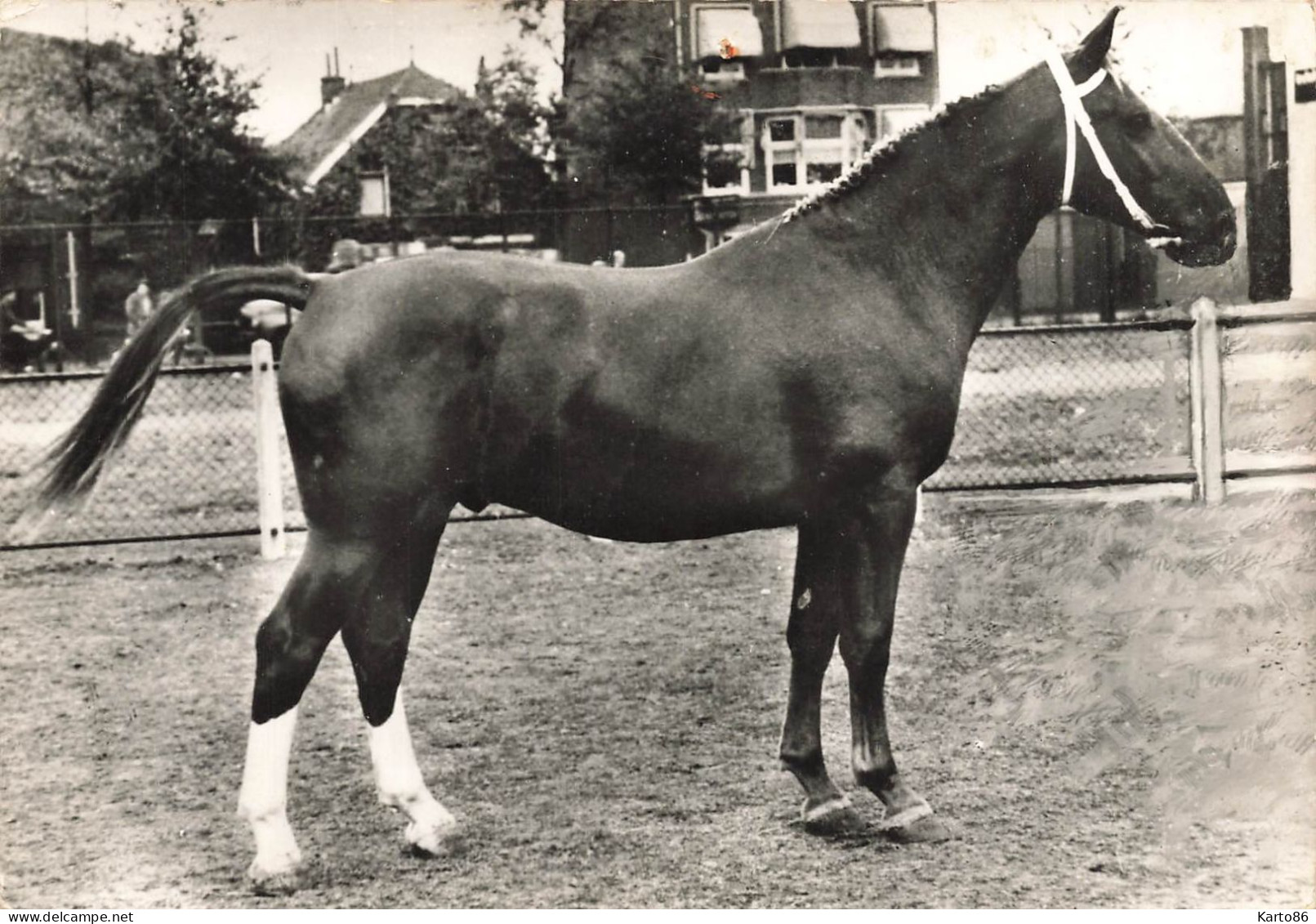 cheval * ensemble de 29 cp * chevaux de race * pur sang jument * hippisme hippique horse horses écurie haras