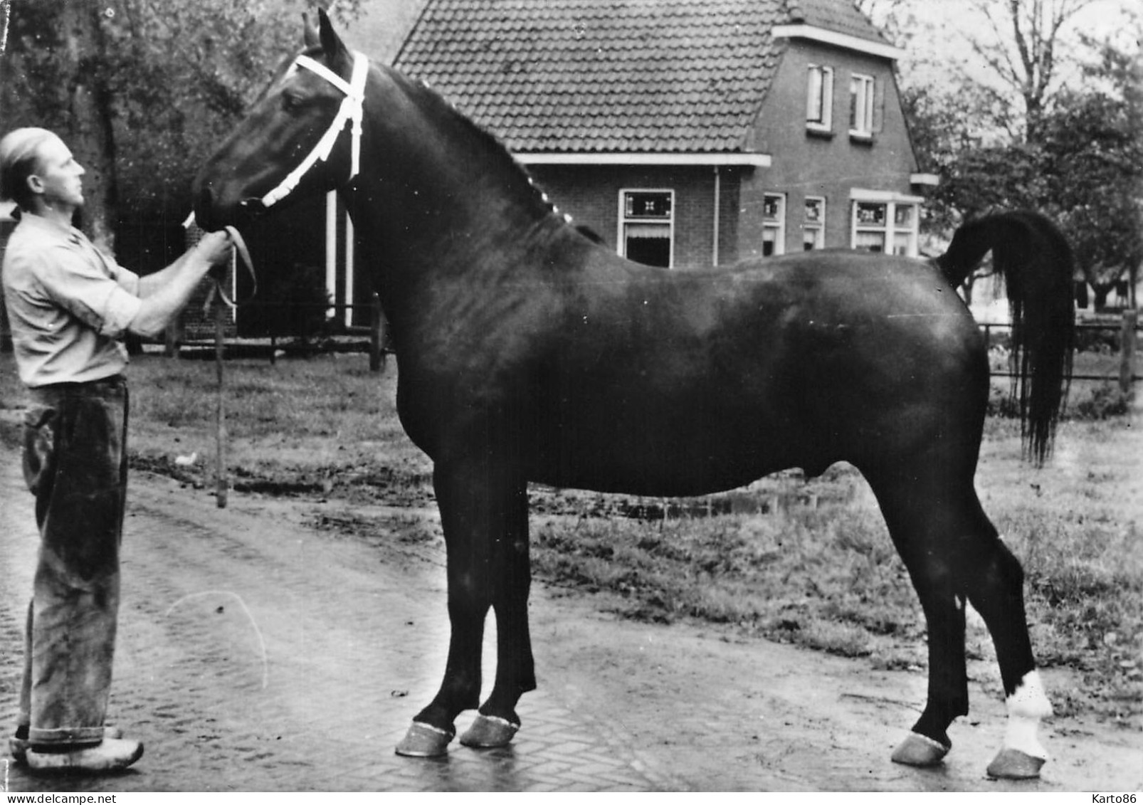 cheval * ensemble de 29 cp * chevaux de race * pur sang jument * hippisme hippique horse horses écurie haras