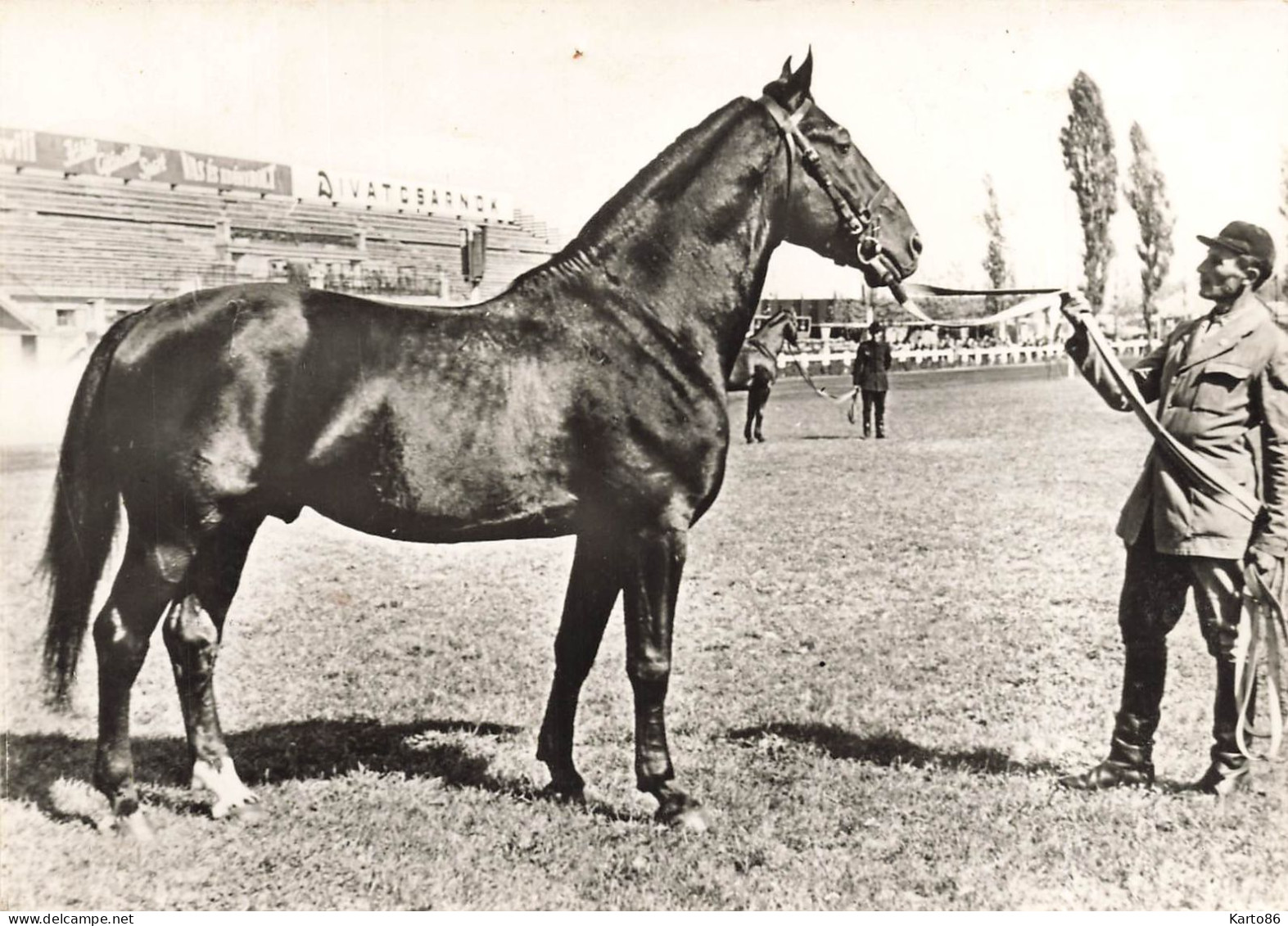 cheval * ensemble de 29 cp * chevaux de race * pur sang jument * hippisme hippique horse horses écurie haras