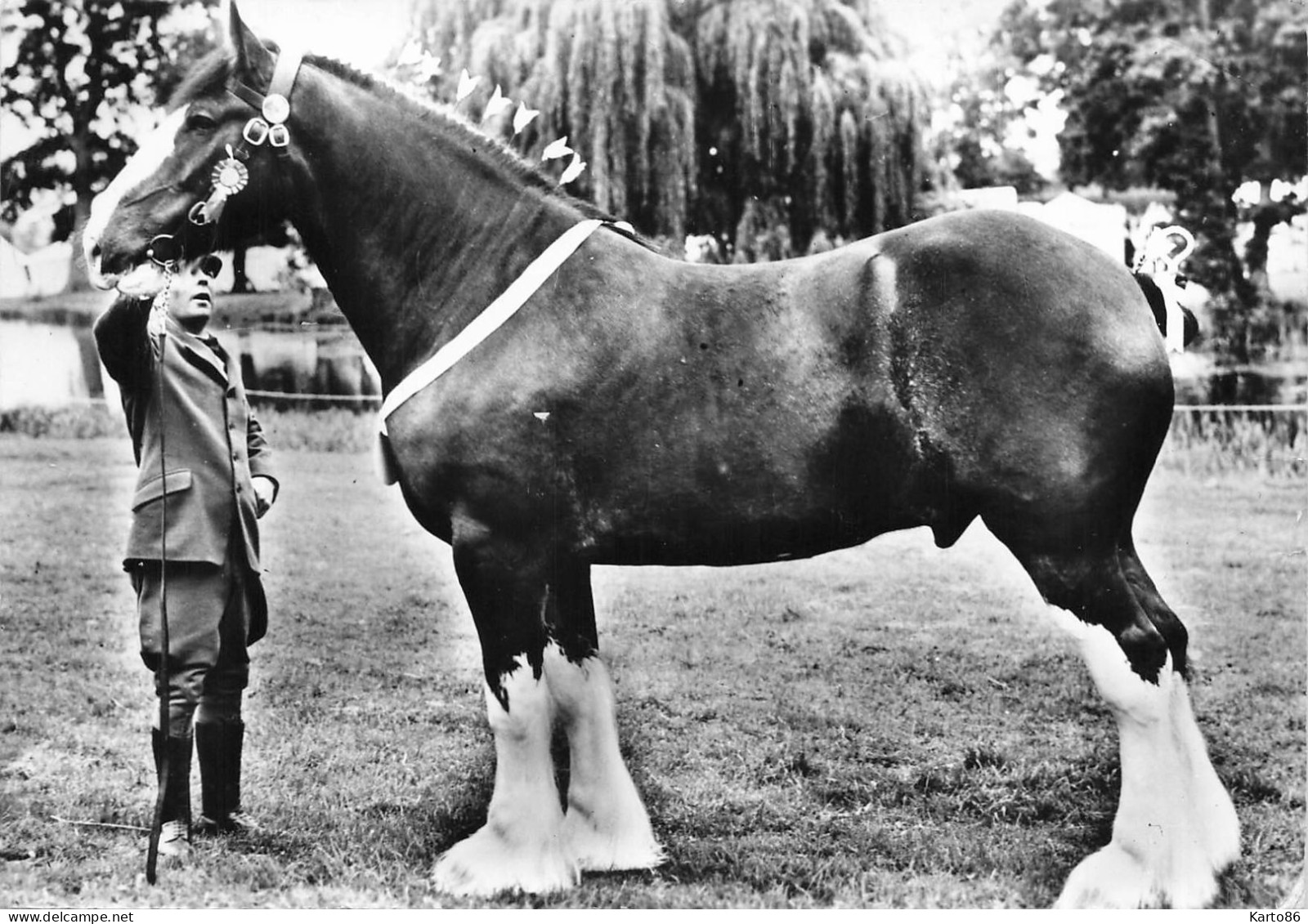 cheval * ensemble de 29 cp * chevaux de race * pur sang jument * hippisme hippique horse horses écurie haras