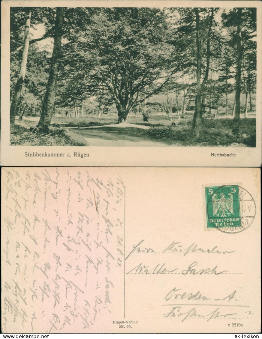 Ansichtskarte Stubbenkammer-Sassnitz Saßnitz Waldweg - Herthabuche 1924  - Sassnitz