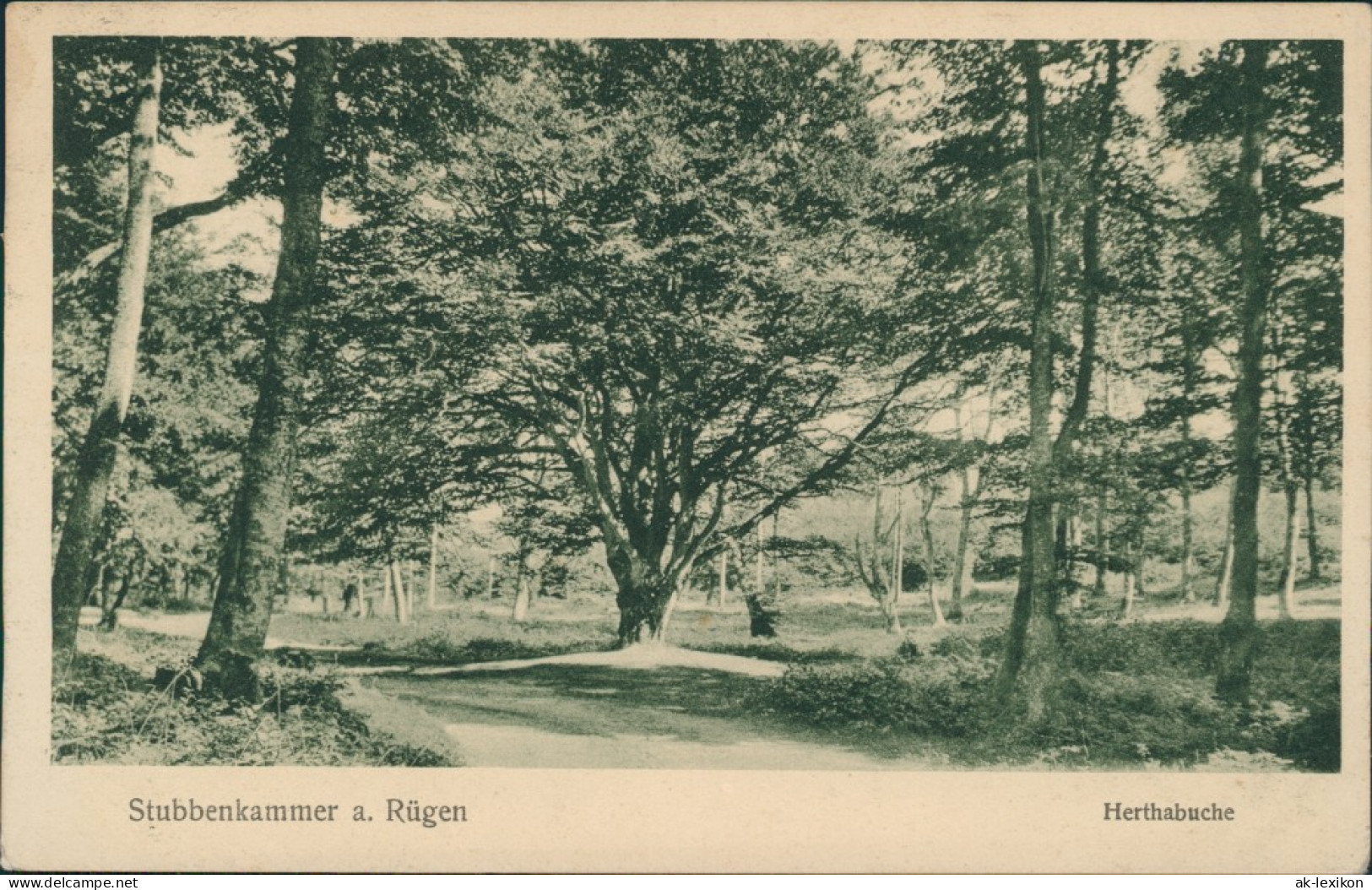 Ansichtskarte Stubbenkammer-Sassnitz Saßnitz Waldweg - Herthabuche 1924  - Sassnitz