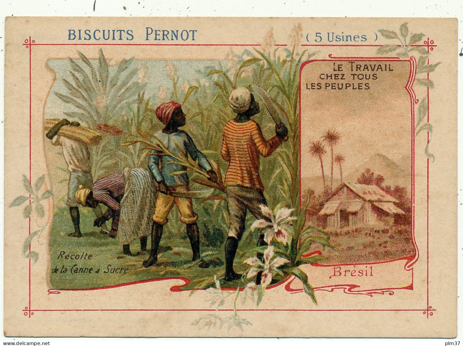 Biscuits PERNOT - Brésil, Récolte De La Canne à Sucre - Pernot