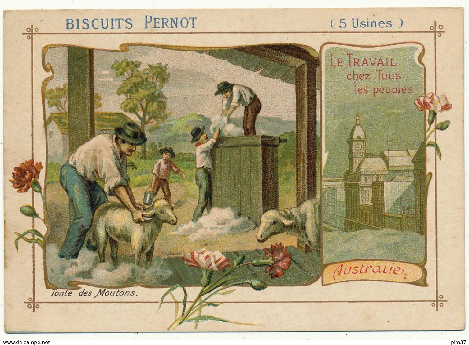 Biscuits PERNOT - Australie, Tonte Des Moutons - Pernot