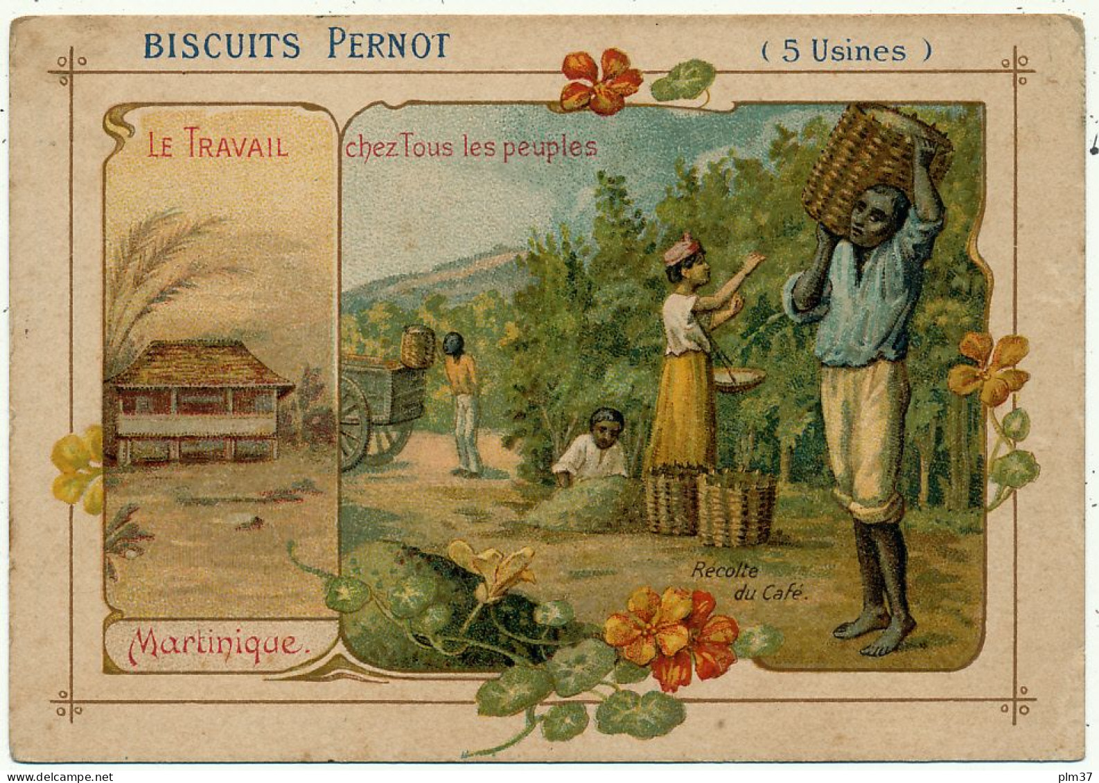 Biscuits PERNOT - Martinique, Récolte Du Café - Pernot